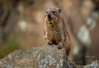 Daman skalni - Procavia capensis - Rock Hyrax o0566